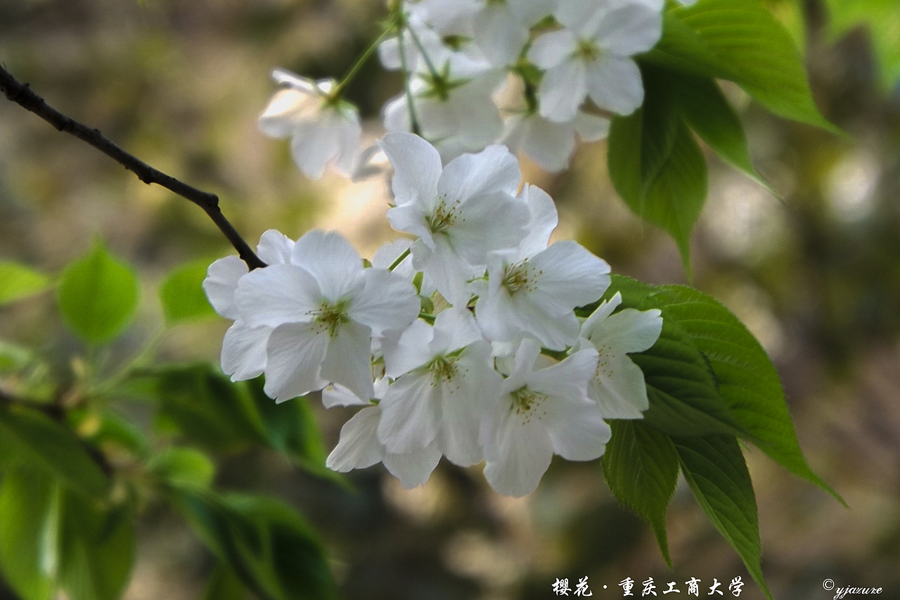 【回忆】大学这几年...in CQ 重庆