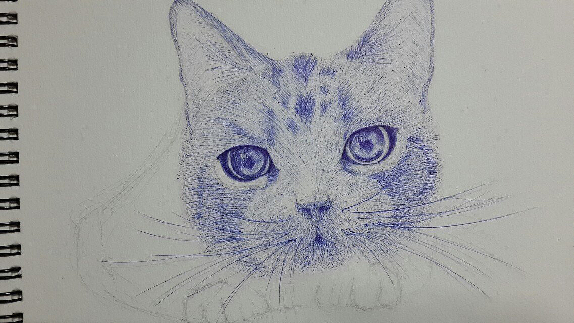 圆珠笔小猫。练习