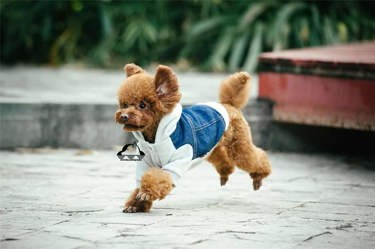 太空狗宠物摄影 泰日天