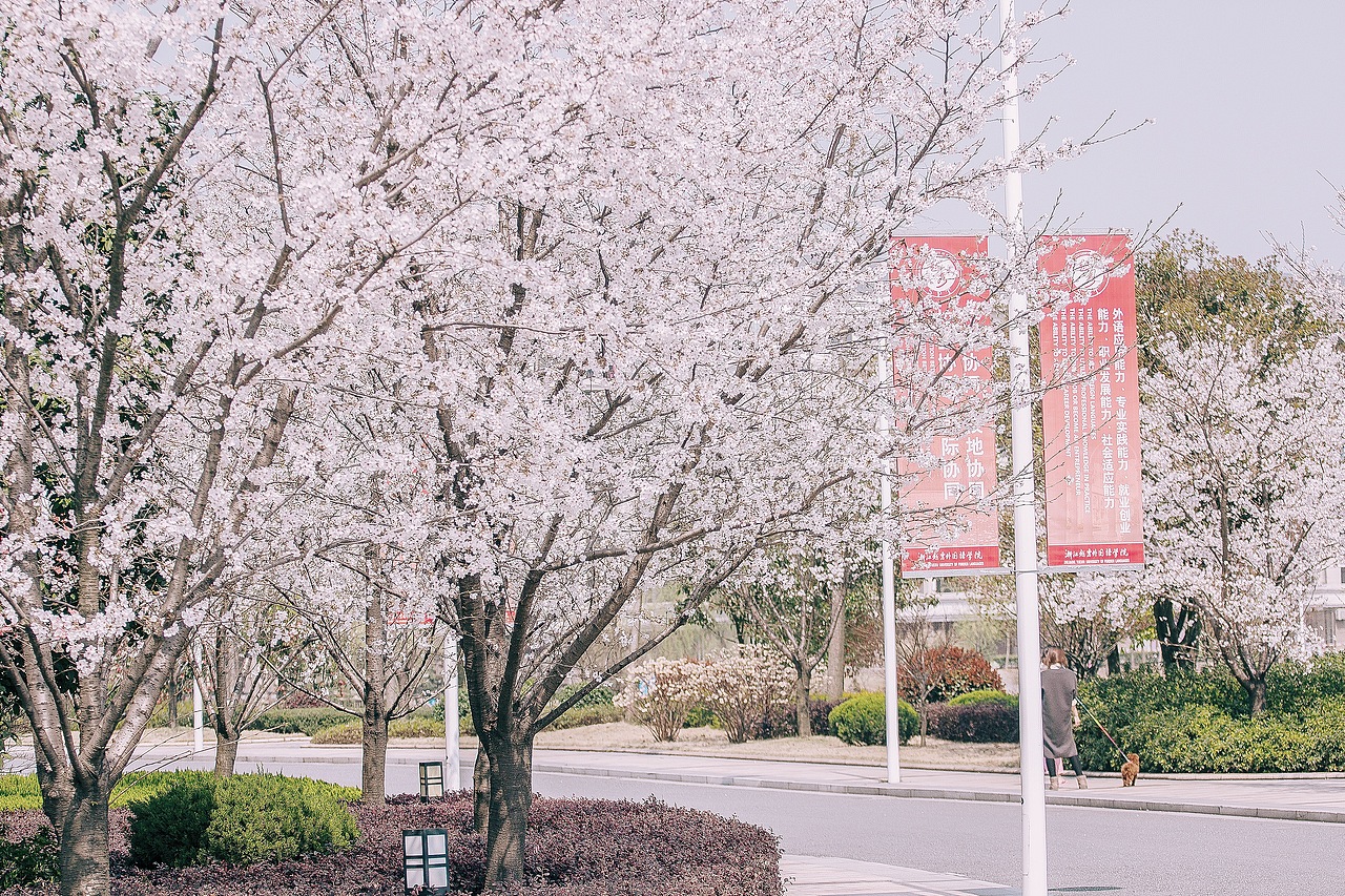 还记得那年越秀樱花树下~