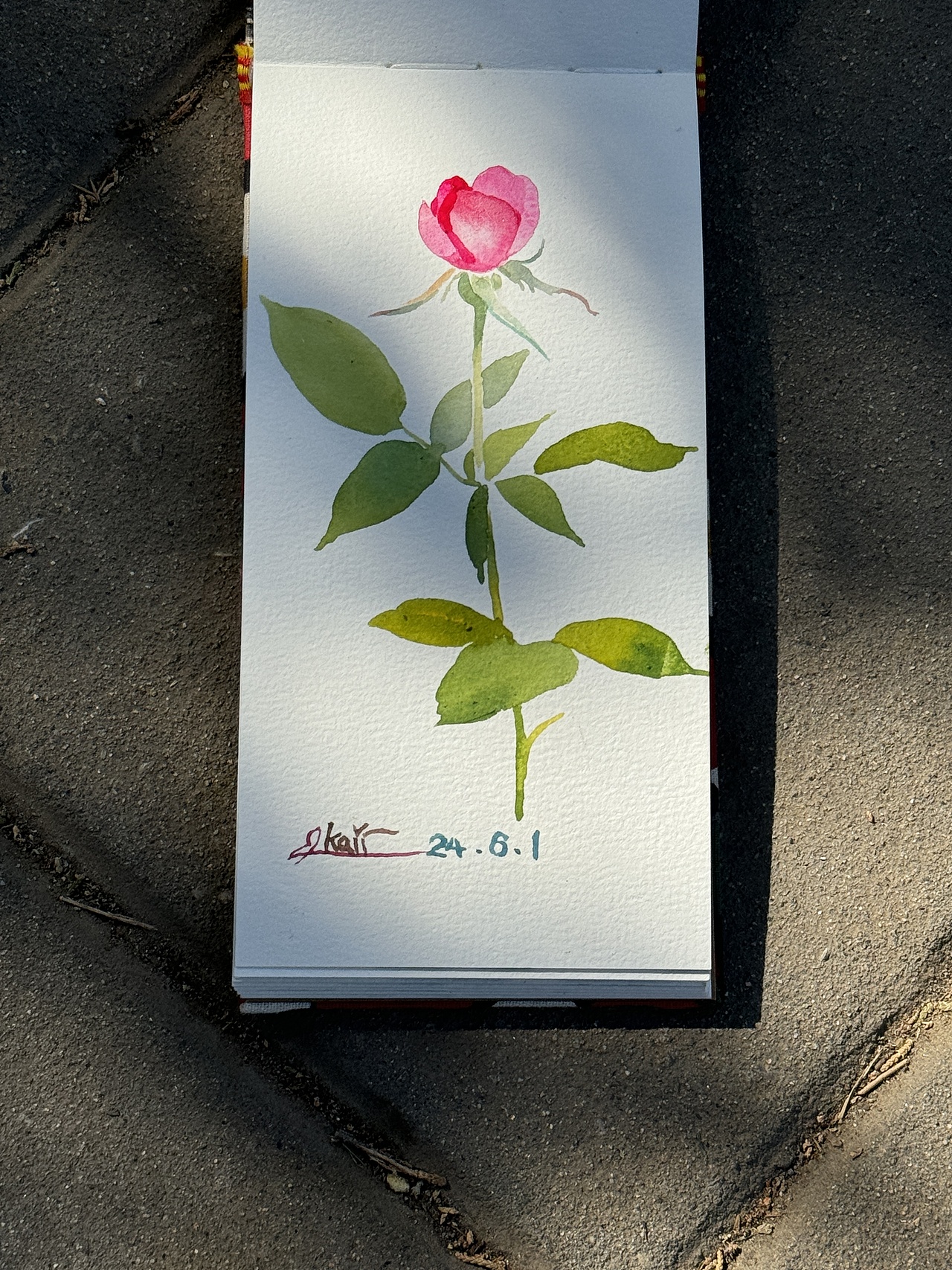 2024天坛月季园写生合集（2）（图ZMzgzNTEzOTEy） - 绘画 - 站酷设计师x_kaii原创素材 - 站酷ZCOOL