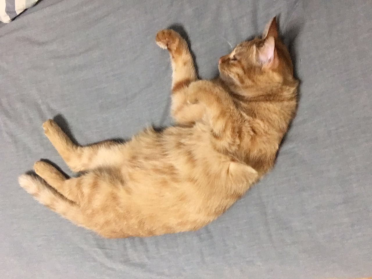 菜刀眼黄豆芽的日常（图ZODEwMzcyMjQ=） - 宠物摄影 - 站酷设计师violasean原创素材 - 站酷ZCOOL