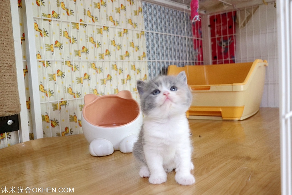 5.英短-三花色-母-五粉(璎珞)