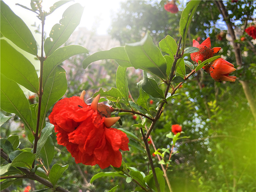 刘勇良手机纪实摄影:石榴花