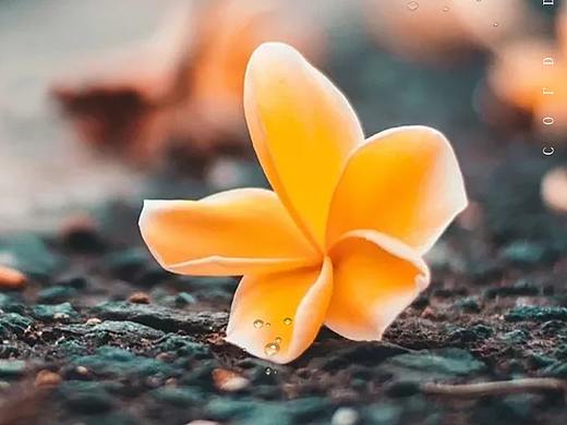 寒露海报（个人主页-ZNDgwMTg4NzI=） - 宣传物料 - 站酷设计师1990yuanye原创素材 - 站酷ZCOOL