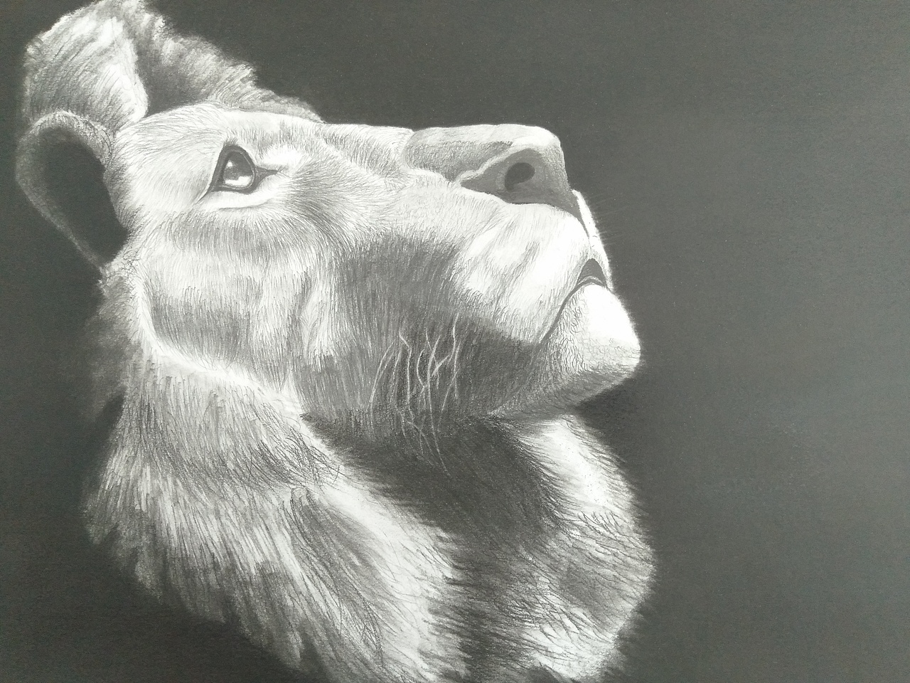 画了一头狮子|纯艺术|绘画|天逸宝地_原创作品-站酷(zcool)