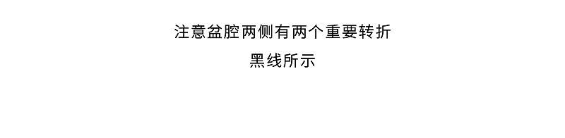 盆腔结构动态解析过程