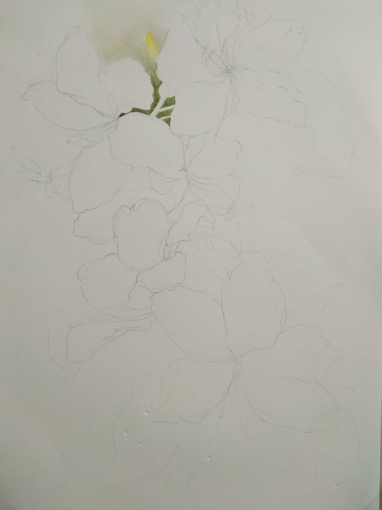 定制彩铅——《花》