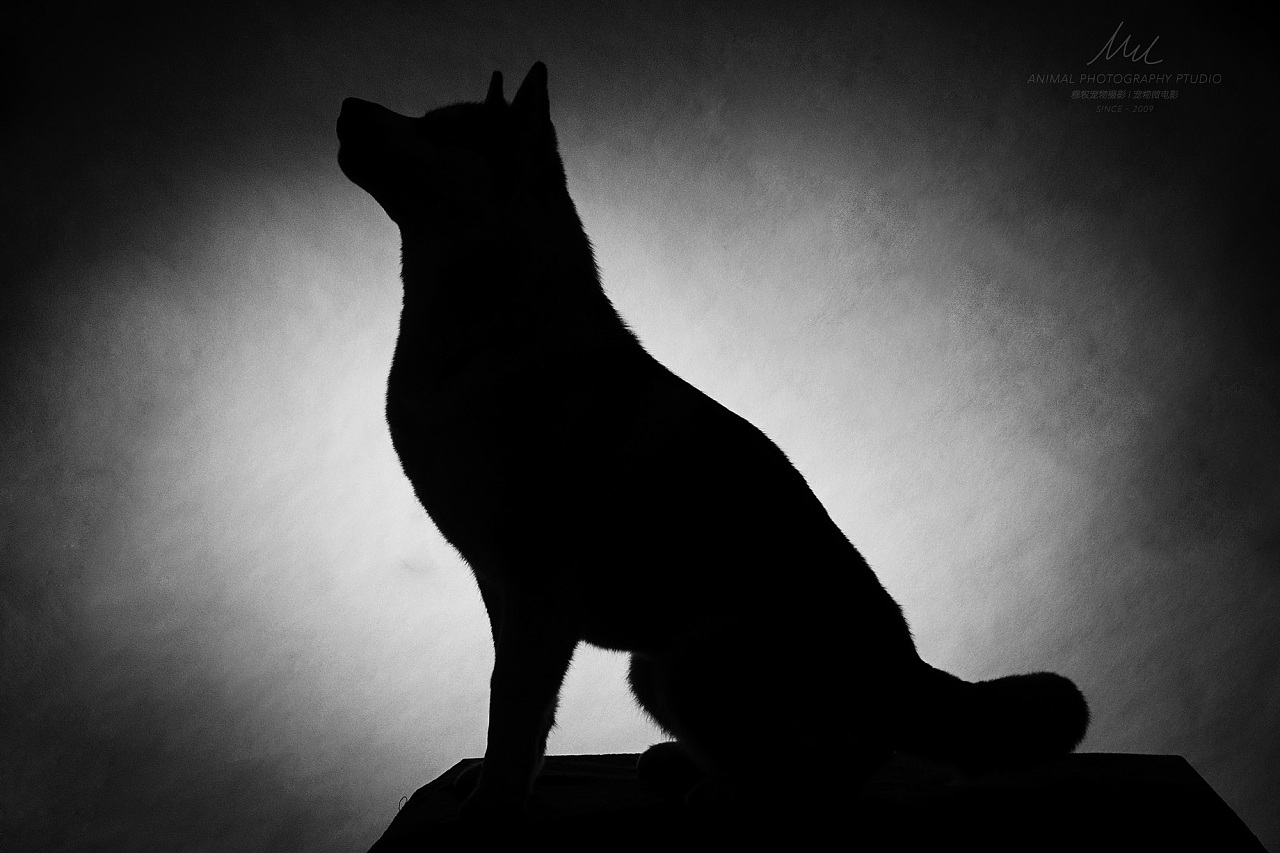 黑白动物肖像|摄影|动物|WildKay - 原创作品 - 站酷 (ZCOOL)