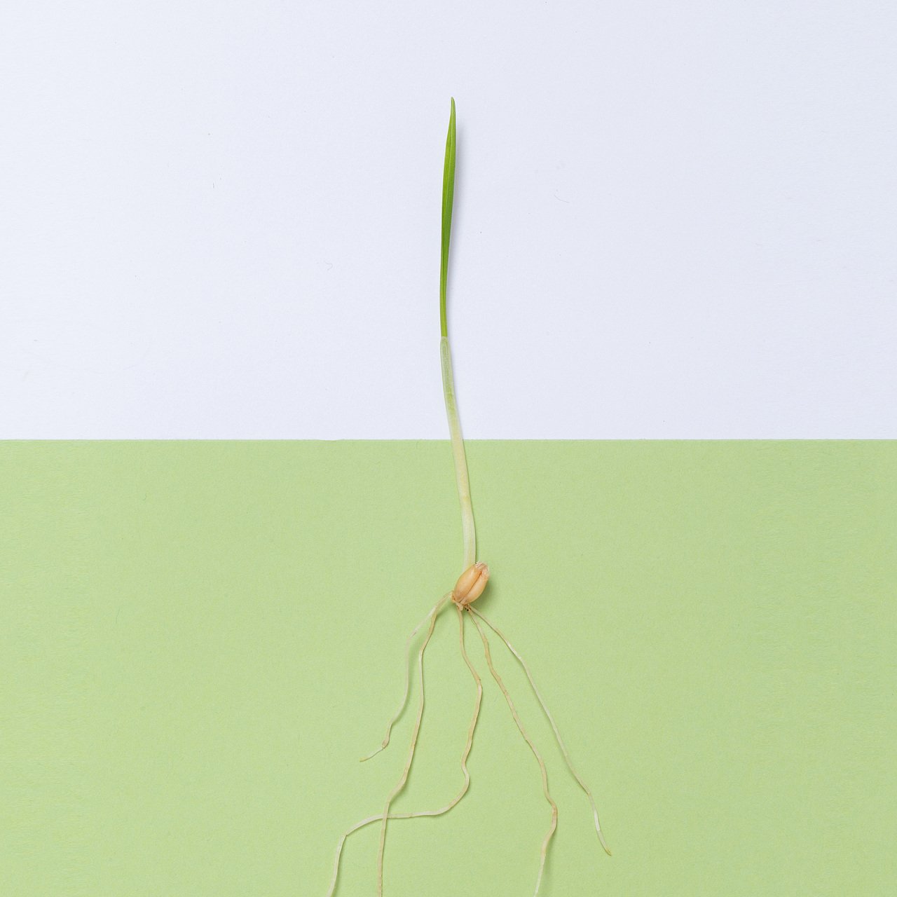 【摄影】猫连吃草都这么有仪式感