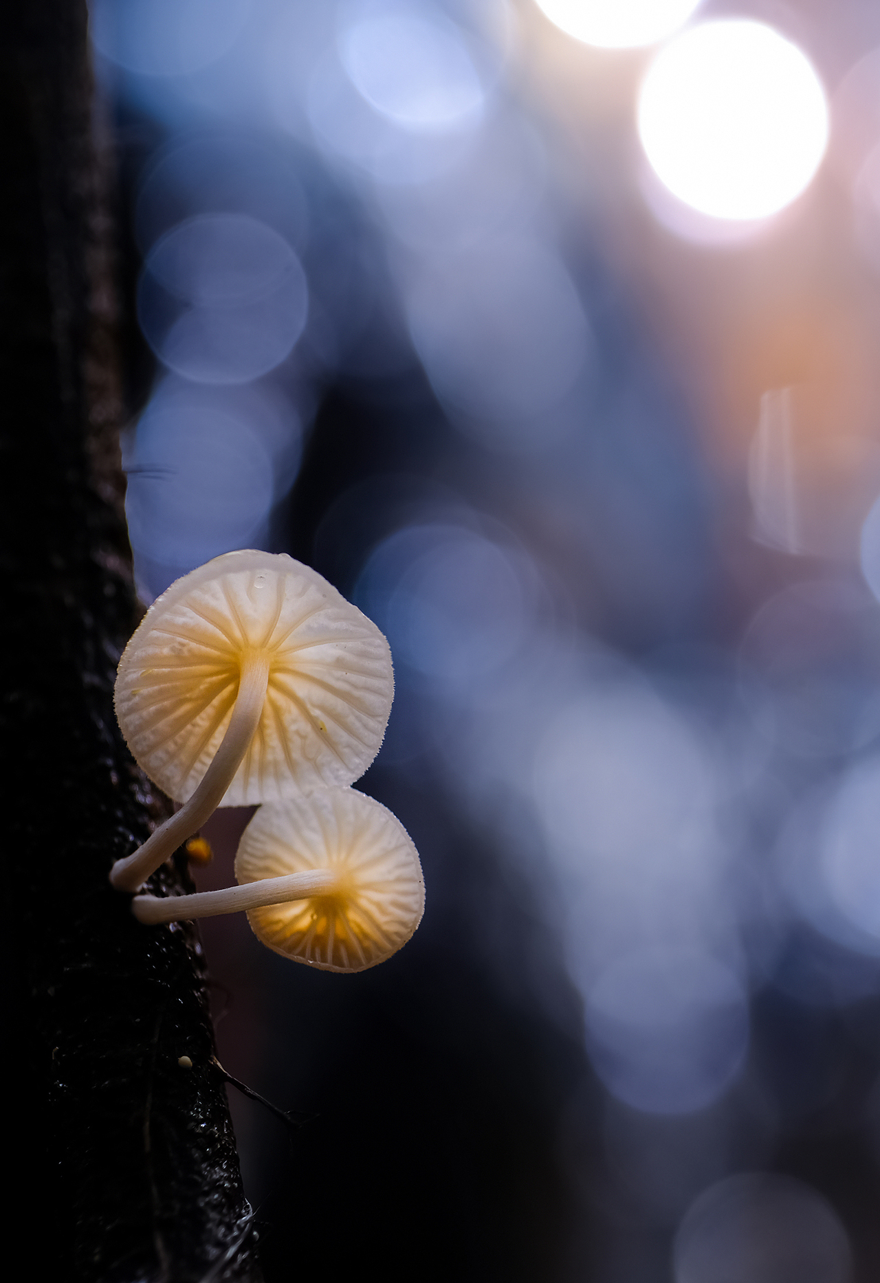 方寸之间-奇幻无穷-微距摄影的魅力（图ZMTU5NjAwNDM2） - 风光摄影 - 站酷设计师瓜哥微距摄影原创素材 - 站酷ZCOOL