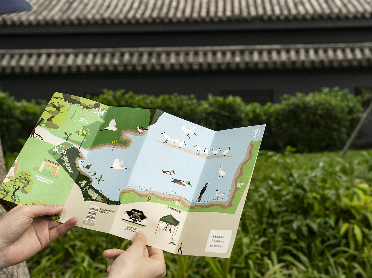 世界候鸟日-观候鸟折页及海报