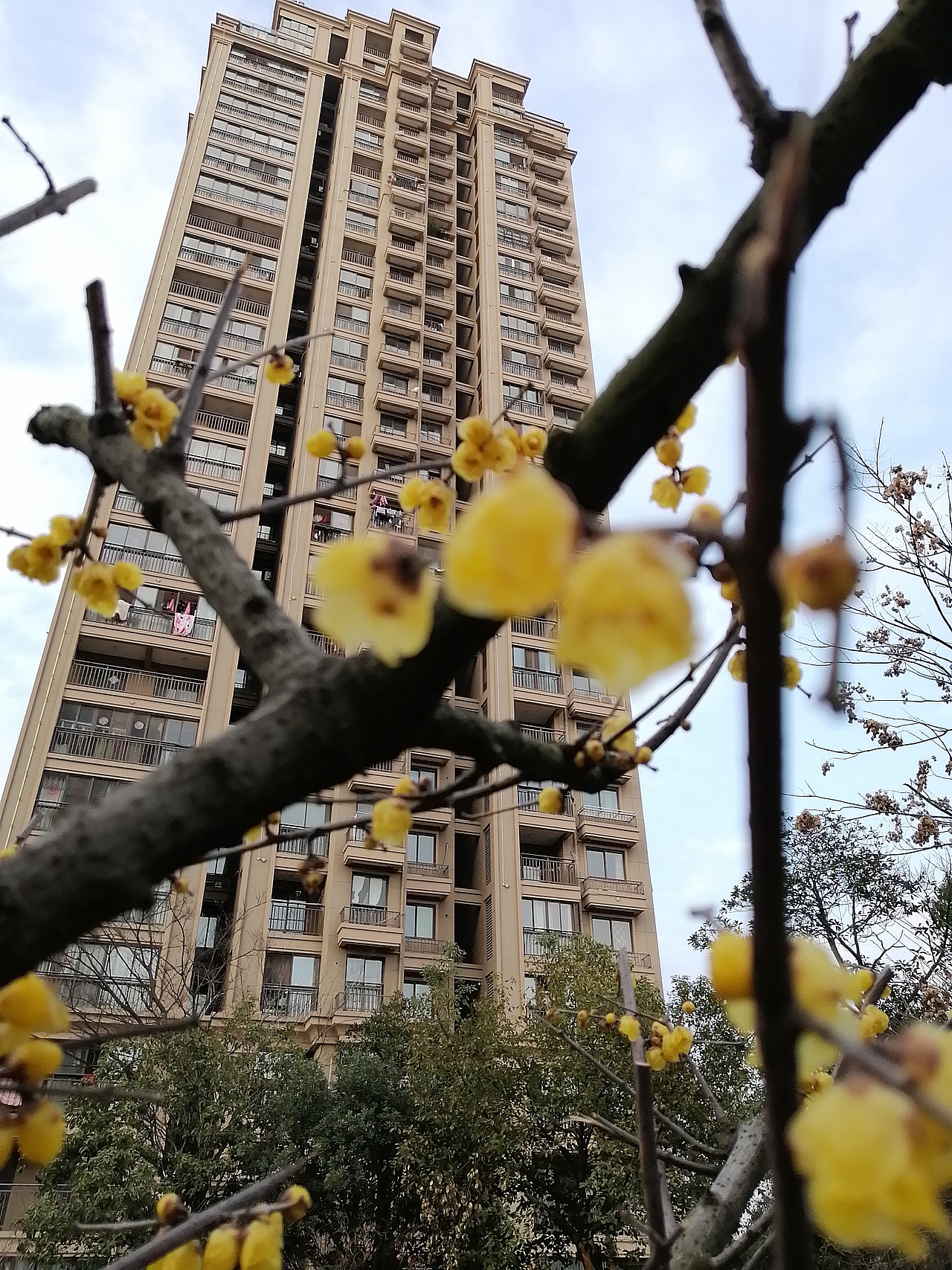 梅（图ZMTk1MzY4OTgw） - 环境/建筑摄影 - 站酷设计师Z86709139原创素材 - 站酷ZCOOL