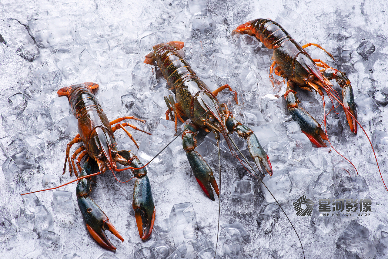 澳洲小青龙(河源嚼天下)