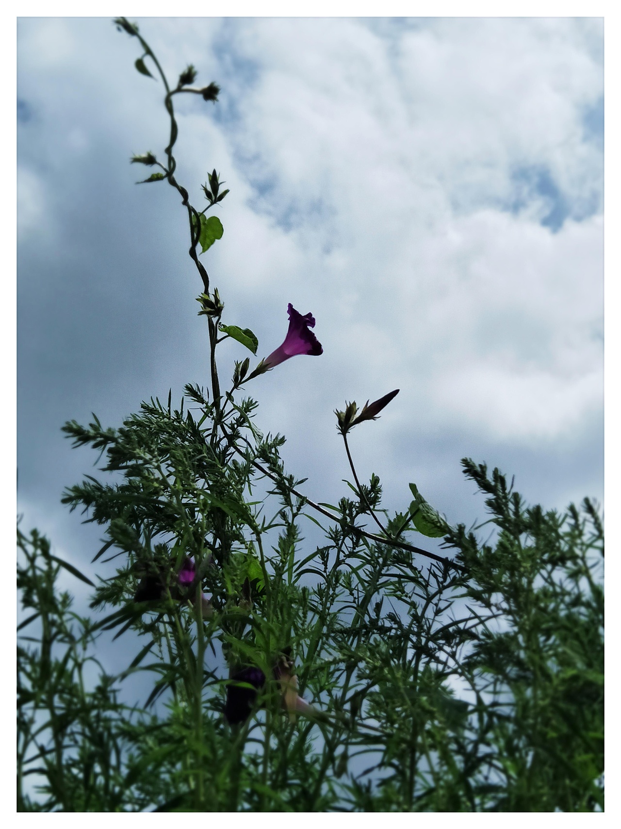 雁塔花果行，夕颜绕梨生。:leaves:（图ZMTIzNzc4NzEy） - 产品摄影 - 站酷设计师树深栖乌不语原创素材 - 站酷ZCOOL