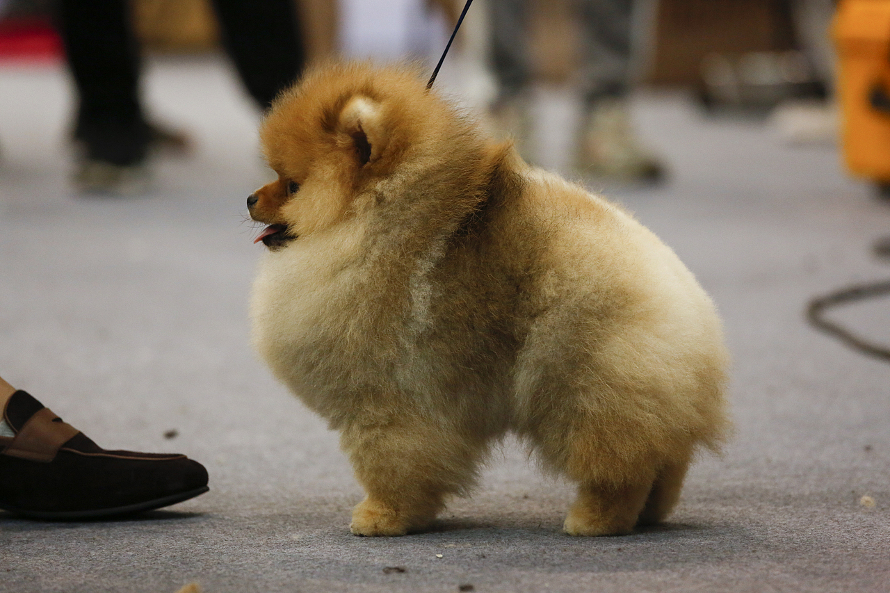 2019年5月广州琶洲华南宠物用品展