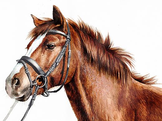 許寧動物水彩 馬（個人主頁-ZMjg5Mzg2NDQ=） - 藝術(shù)插畫 - 站酷設計師jane7841原創(chuàng)素材 - 站酷ZCOOL