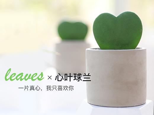心叶球兰详情页