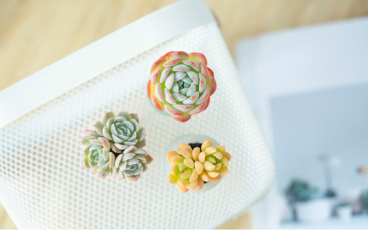 三款INS风家居无土栽培多肉植物-产品摄影（图ZMTMzNTk2Mzgw） - 产品摄影 - 站酷设计师Pazza大安原创素材 - 站酷ZCOOL