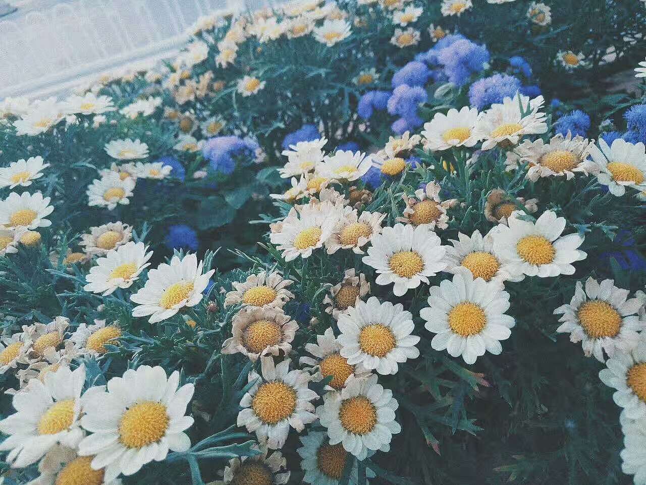 总有一朵是被心仪的人发现