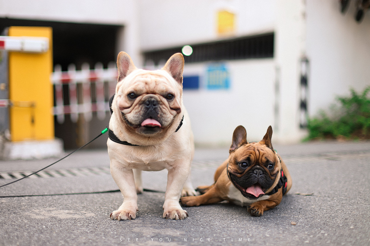 宠物摄影 法国斗牛犬