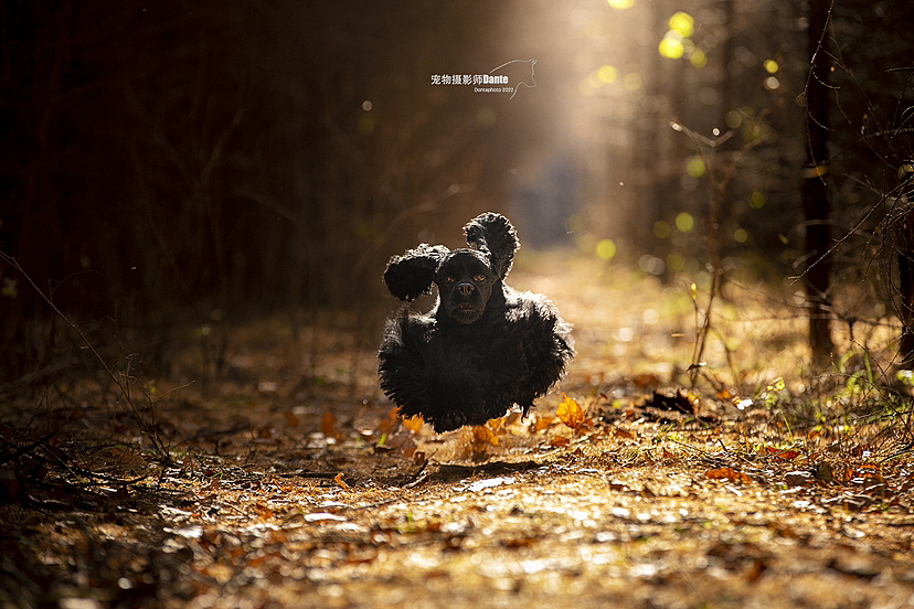 哈尔滨秋景可卡（图ZMzIxMzI0MTA4） - 宠物摄影 - 站酷设计师dantephoto原创素材 - 站酷ZCOOL