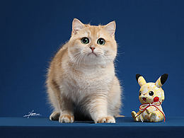 猫