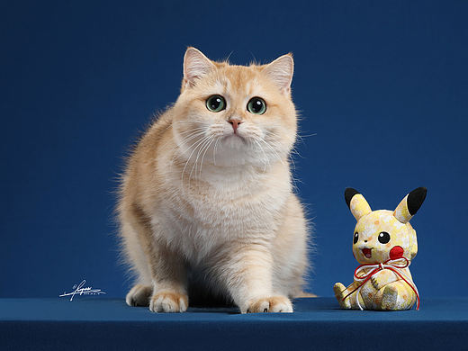 渐层猫系列-AMYWORKS探须视觉