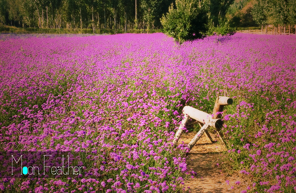 宜兴紫海景区图片