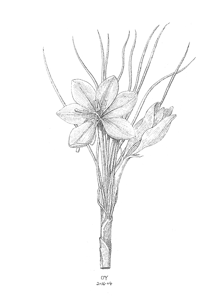 OY手绘·一天一画50（图ZNDY2MDEzMTY=） - 艺术插画 - 站酷设计师欧阳鹏杰_OY原创素材 - 站酷ZCOOL