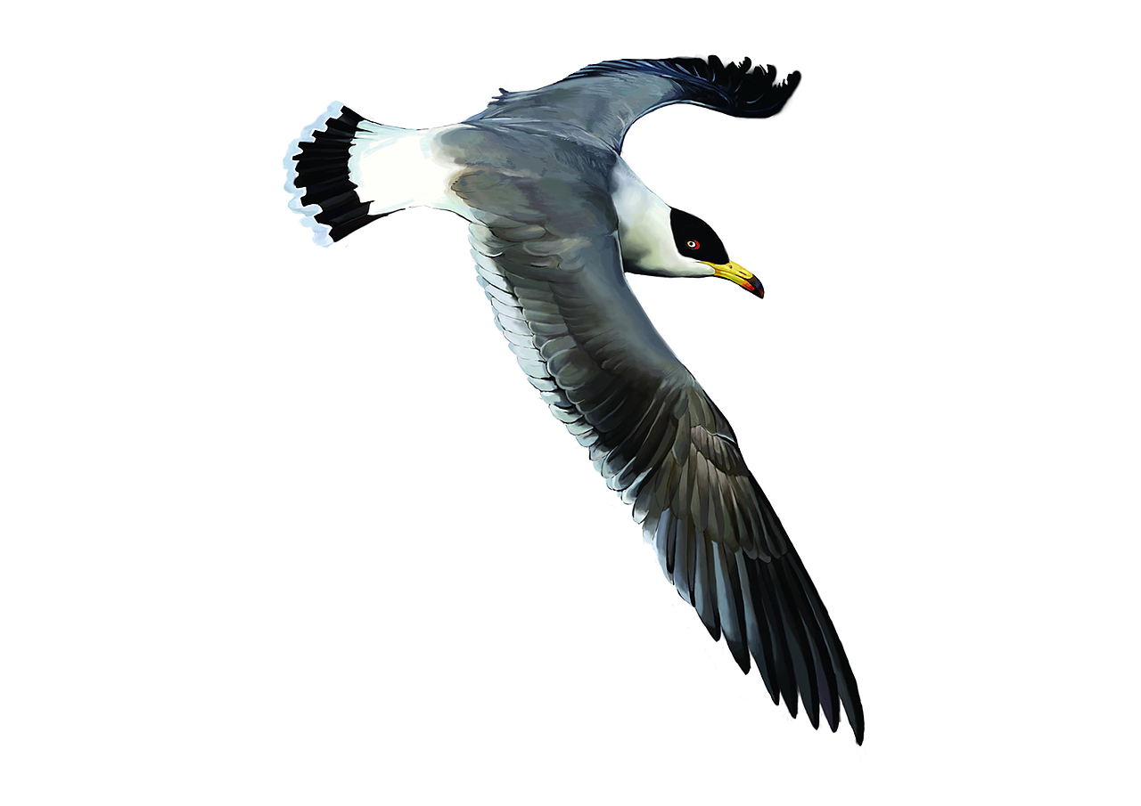 插画作品（图ZMjMyNDg3OTI=） - 商业插画 - 站酷设计师彩虹谷_66原创素材 - 站酷ZCOOL