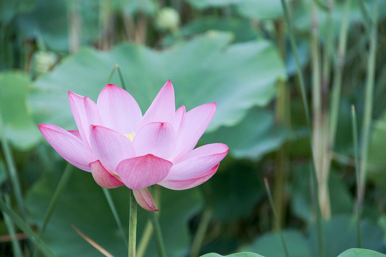白洋淀荷花（圖ZNzA5ODcxNzI=） - 風(fēng)光攝影 - 站酷設(shè)計(jì)師山山而川上的麥子原創(chuàng)素材 - 站酷ZCOOL