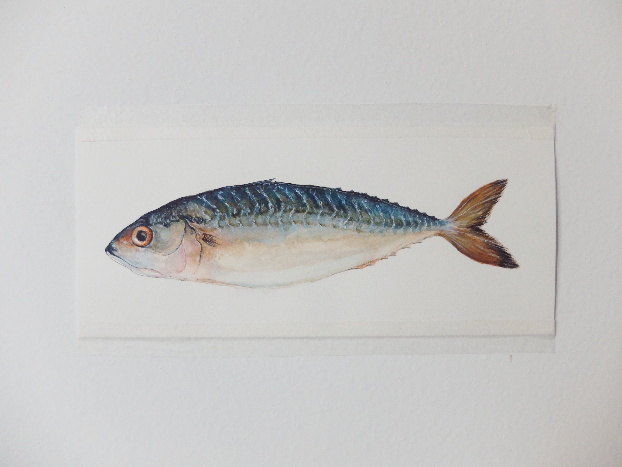 水彩鱼来两条～|插画|创作习作|蒋大唯 - 原创作品 - 站酷 (zcool)