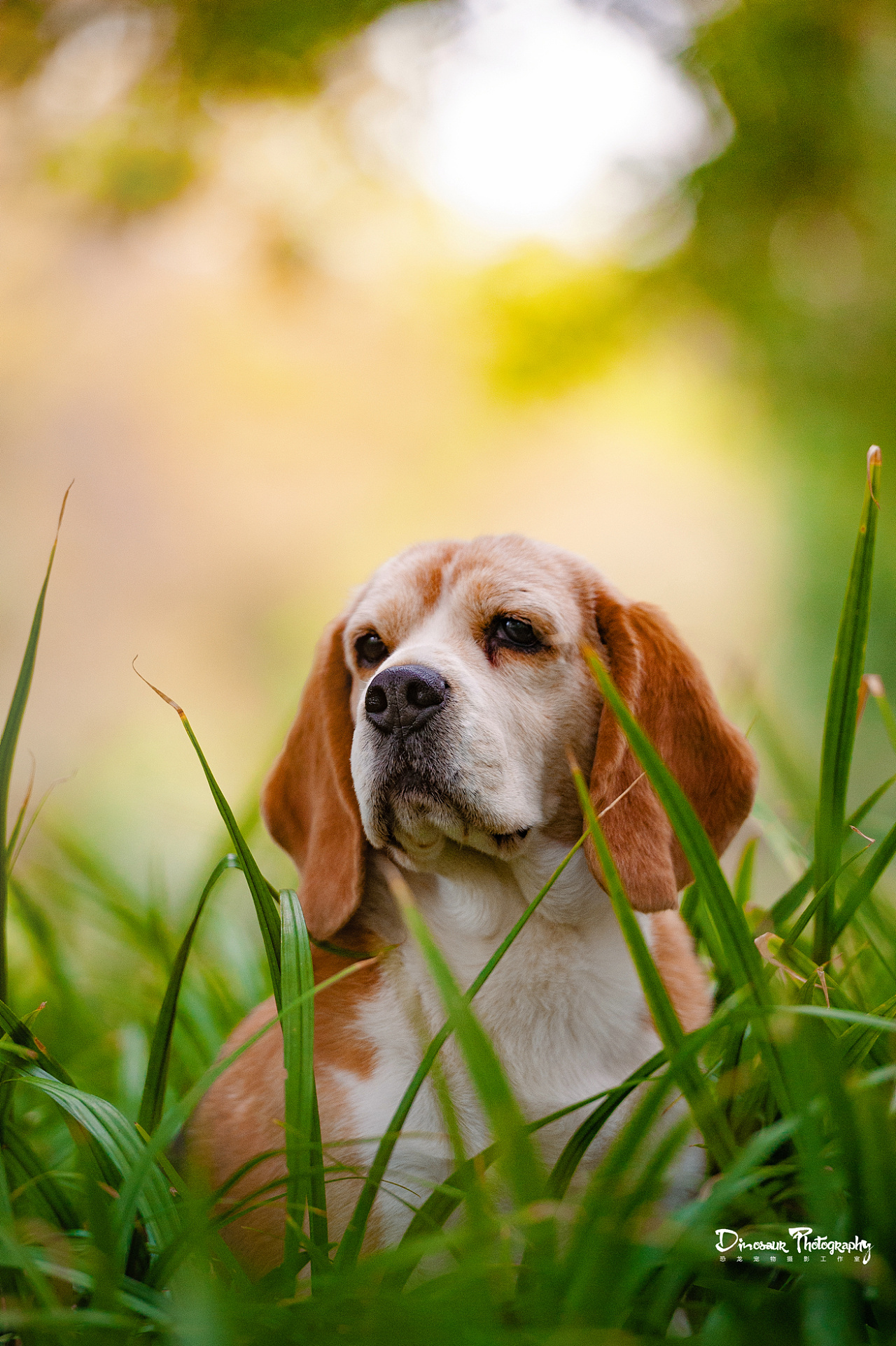 春天里的比格|摄影|动物|恐龙宠物摄影 - 原创作品 - 站酷 (zcool)
