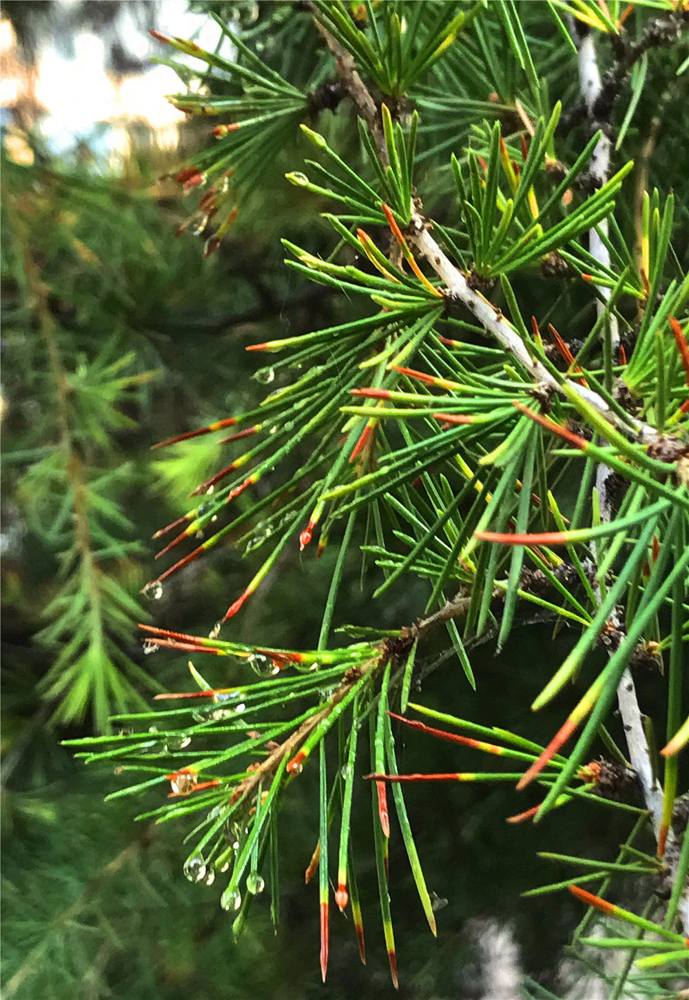 刘勇良手机纪实摄影：松糖挂满了枝头