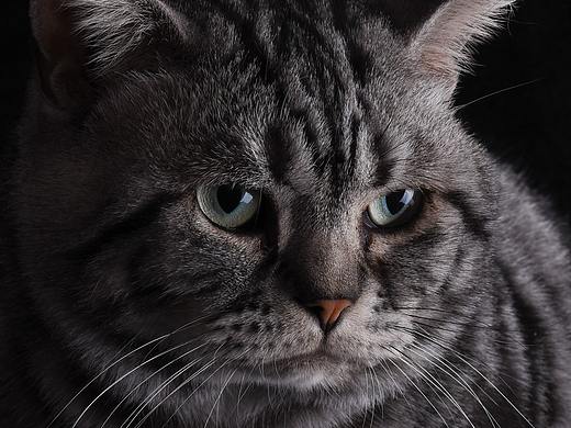 威武的猫