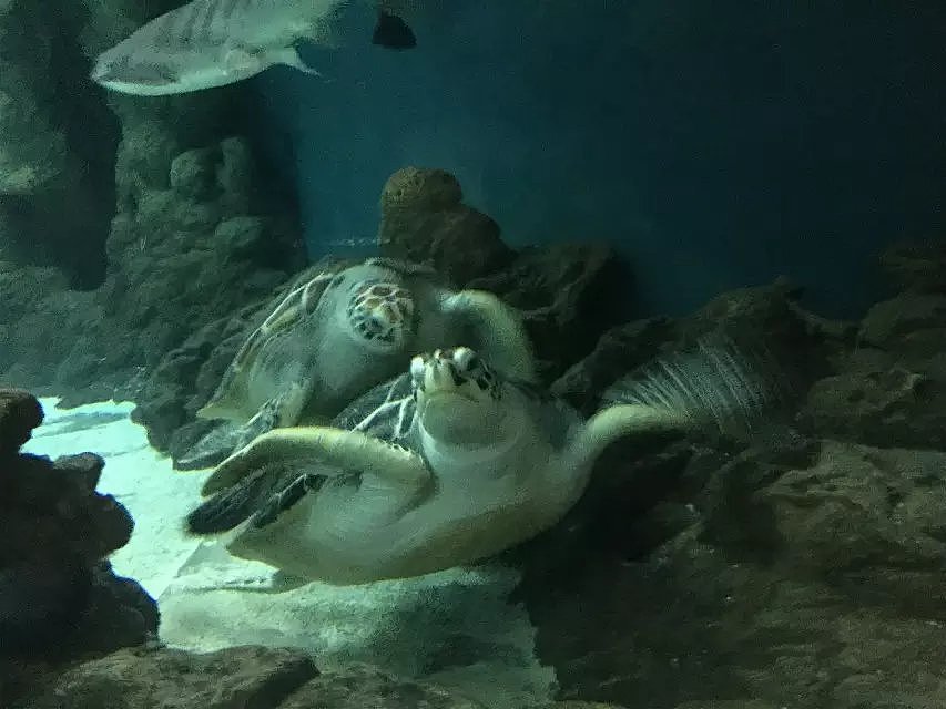 帮帮快修的水族馆之旅
