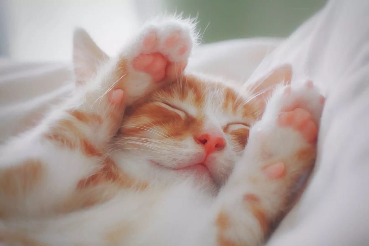 我家有个动物园 / 猫咪篇（图ZMTEyNTIwNTg4） - 宠物摄影 - 站酷设计师歪哎去zz原创素材 - 站酷ZCOOL