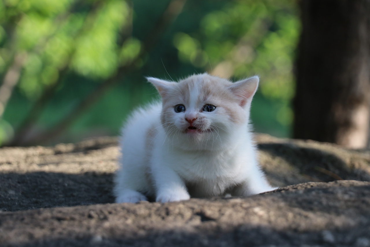 双血统英短\0508英短乳白梵公-熊二-27day450g