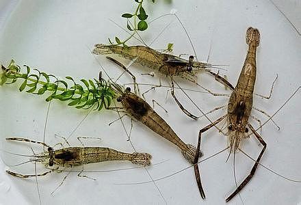 办公室的鱼缸里养了几只透明的小虾