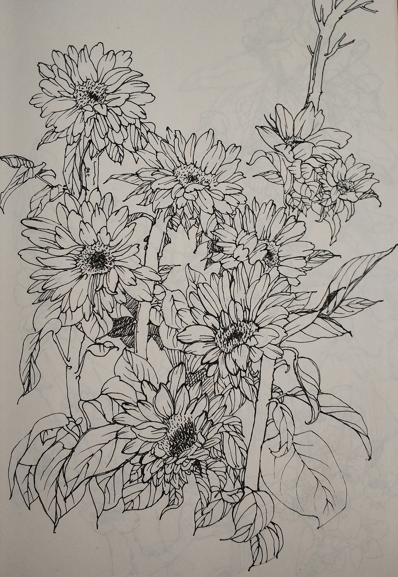 花鸟(写生)手绘小稿