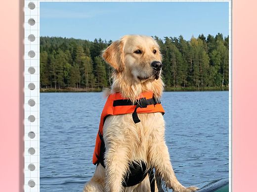 狗（个人主页-ZNzAyOTM0Mjg=） - 包装 - 站酷设计师Luyushi20060815原创素材 - 站酷ZCOOL