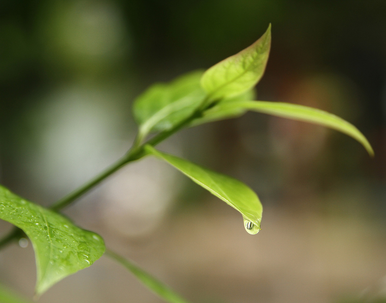 【生活记录】雨后桂花（图ZMTYwNzMyNTIw） - 其他摄影 - 站酷设计师微草堂狐仙大人原创素材 - 站酷ZCOOL