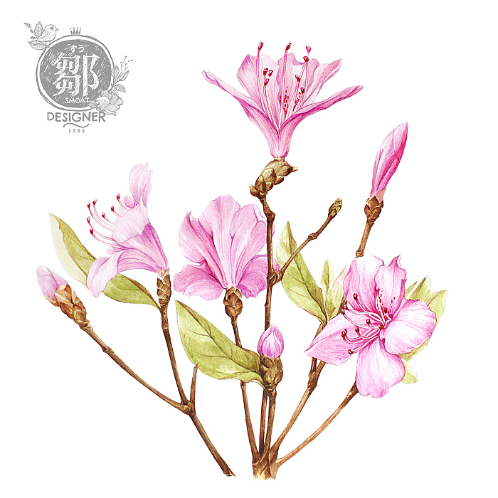 杜鹃花系列——华丽杜鹃（图ZNzc5OTI4MDg=） - 商业插画 - 站酷设计师鄒慶原创素材 - 站酷ZCOOL