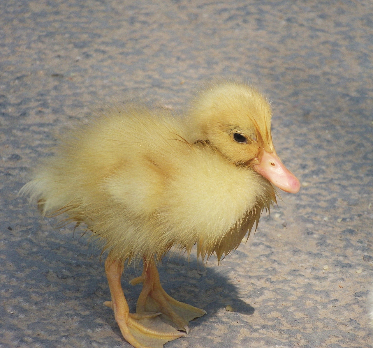 刚出浴的小鹅举报收藏分享原创作品摄影宠物摄影小可爱3向南走吖nvsy