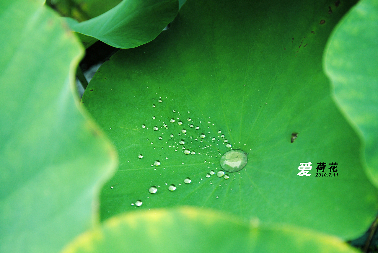 爱。荷花，（图ZMTI3ODIyMA==） - 风光摄影 - 站酷设计师Only_two原创素材 - 站酷ZCOOL