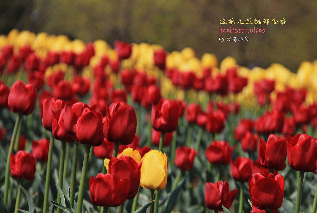 哟！这些意外的花儿……（图ZNTQ1NzU3NDg=） - 风光摄影 - 站酷设计师食鸟的蟲原创素材 - 站酷ZCOOL