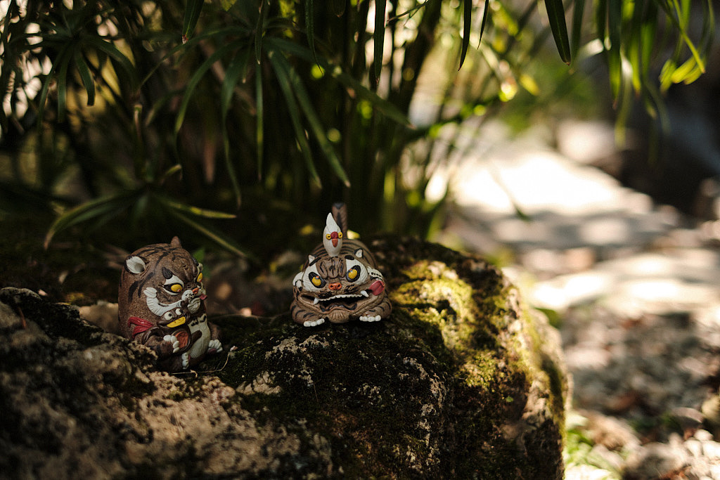 TWO TIGERS|丛林里的两只老虎🐯