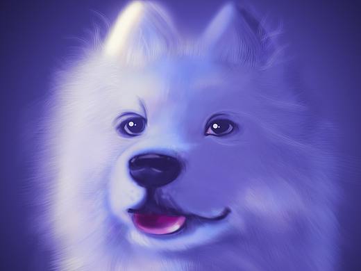 毛茸茸的萨摩耶