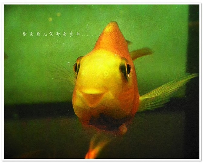 遇见一只笑的很开心的小金鱼